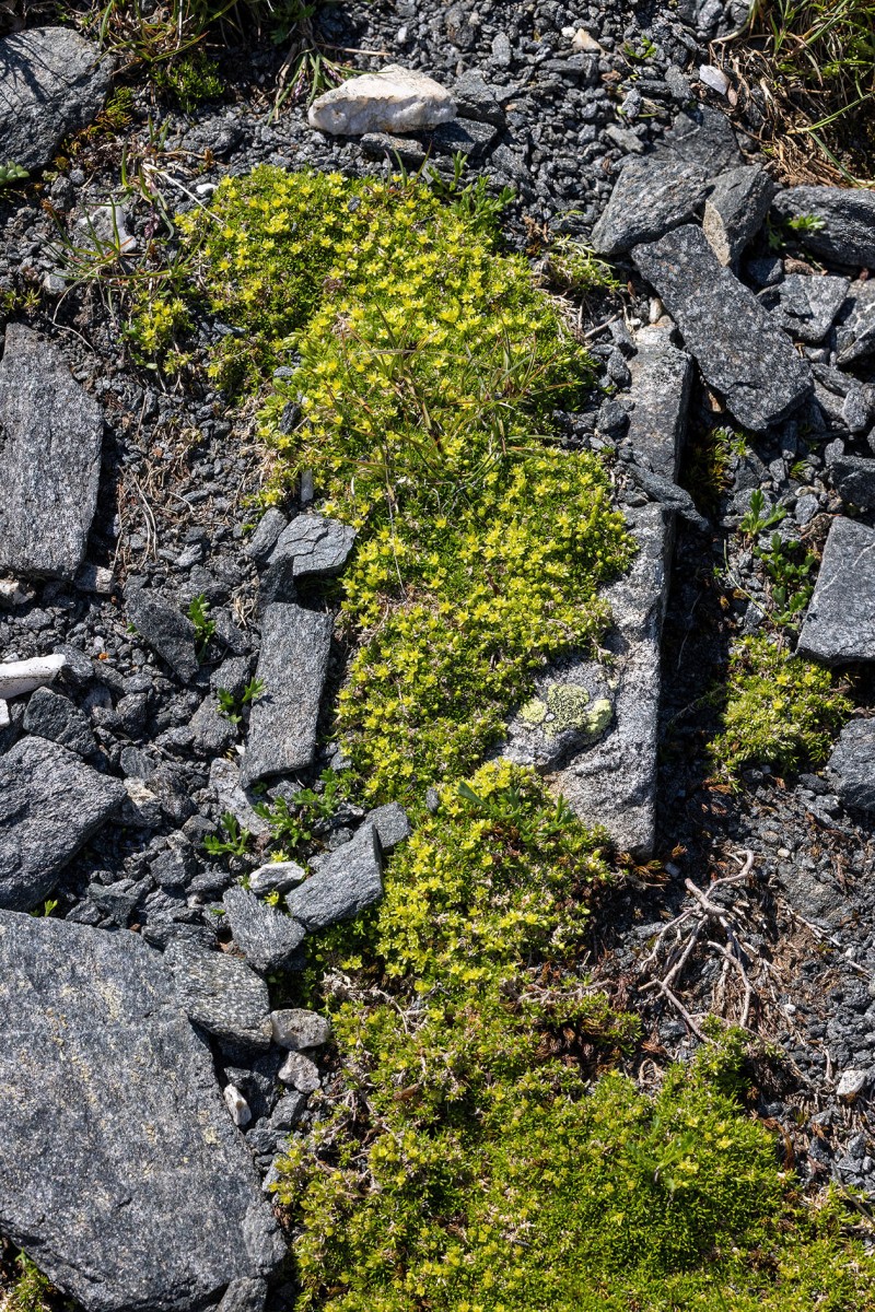 Minuartia sedoides_Zwerg-Miere_1139.jpg