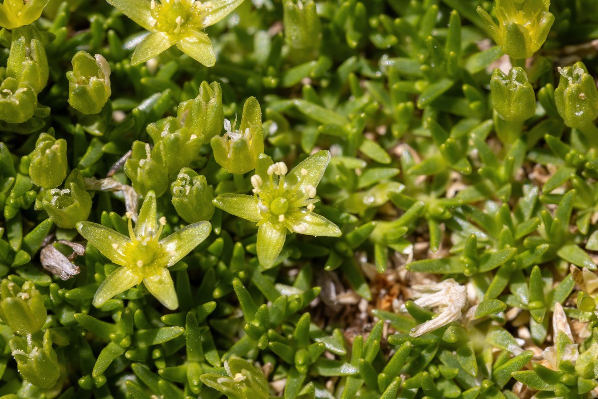 Minuartia sedoides_Zwerg-Miere_1134.jpg