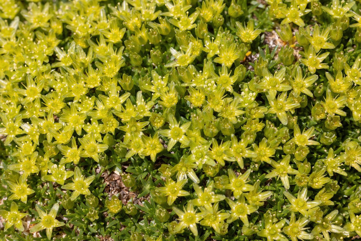 Minuartia sedoides_Zwerg-Miere_1129.jpg