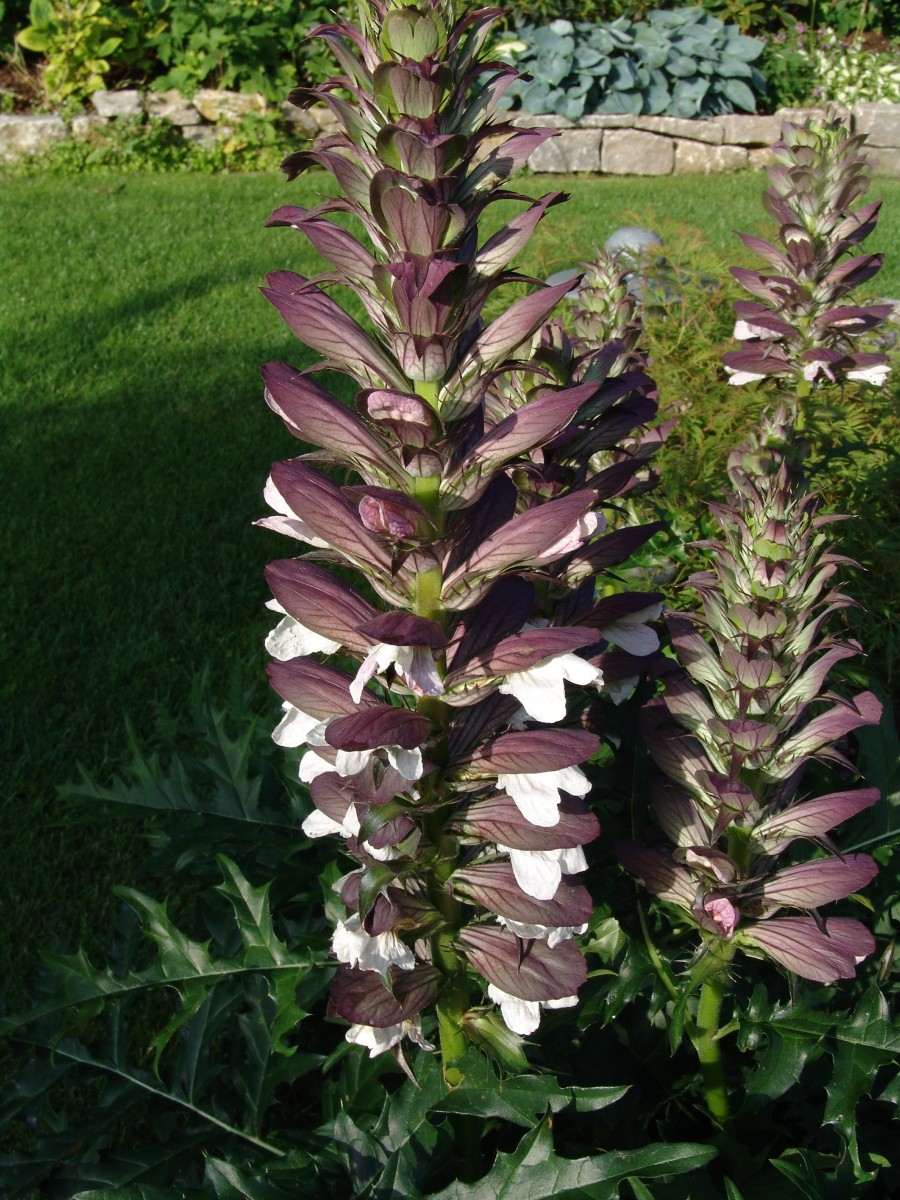 Acanthus spinosus Weiherberg15 G61.jpg
