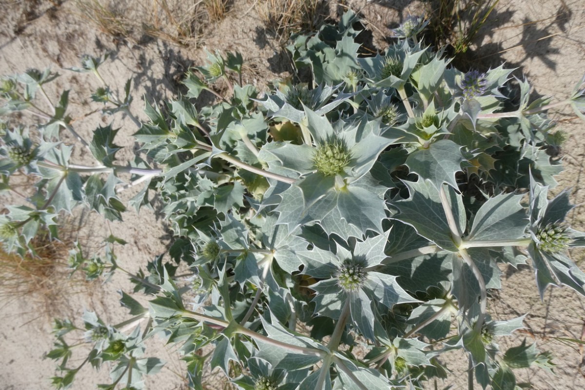 Eryngium maritimum.JPG