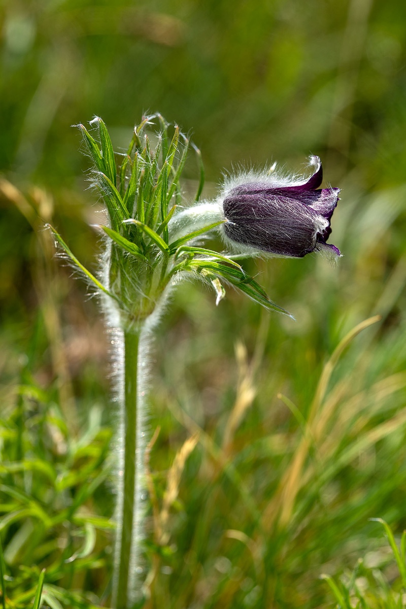 09_pulsatilla montana_9852.jpg