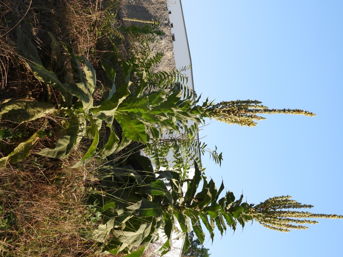 DSCN0213.JPG