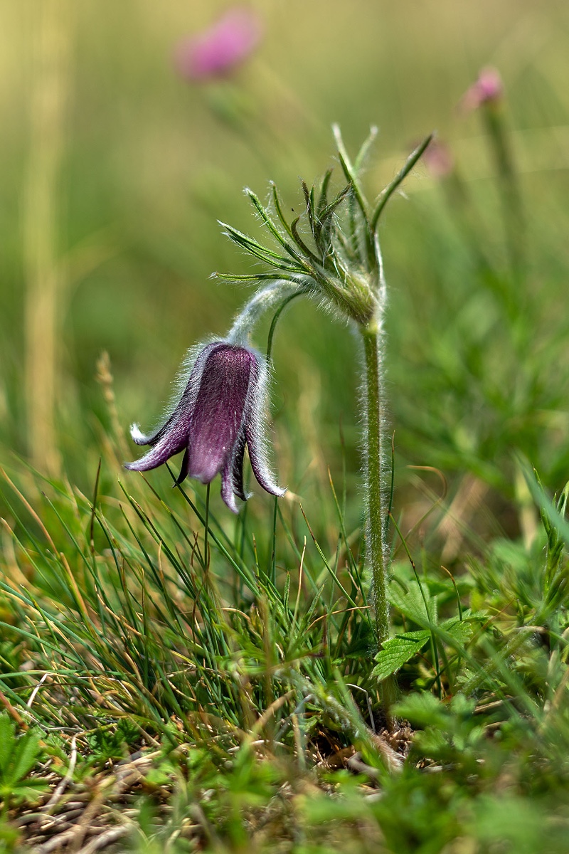 08_pulsatilla montana_3729.jpg