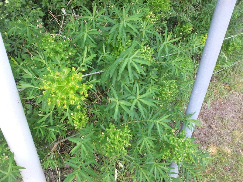 02_Euphorbia  Großaitingen  2           .JPG