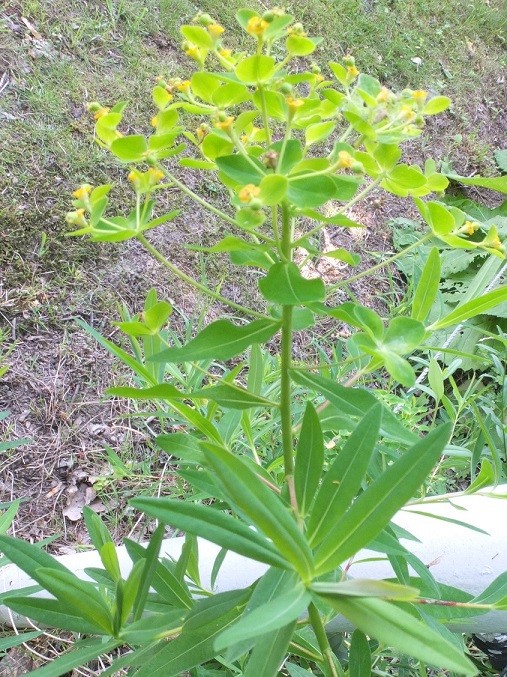 03_Euphorbia  Großaitingen  4        .JPG