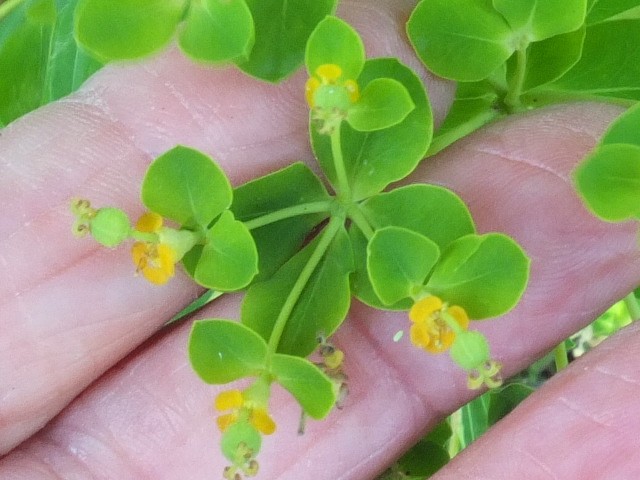 05_Euphorbia  Großaitingen  6            .JPG
