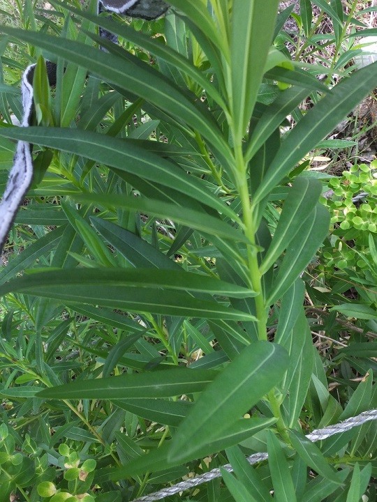 01_Euphorbia  Großaitingen  1     .JPG