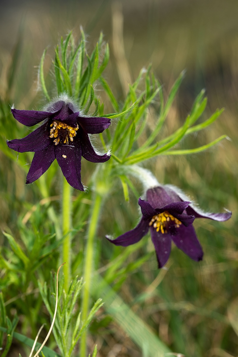 11_pulsatilla montana_9863.jpg