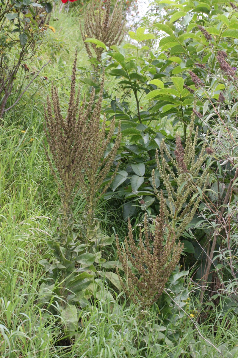 IMG_5704.JPG (1.67 MiB) 1756 mal betrachtet IMG_5704.JPG