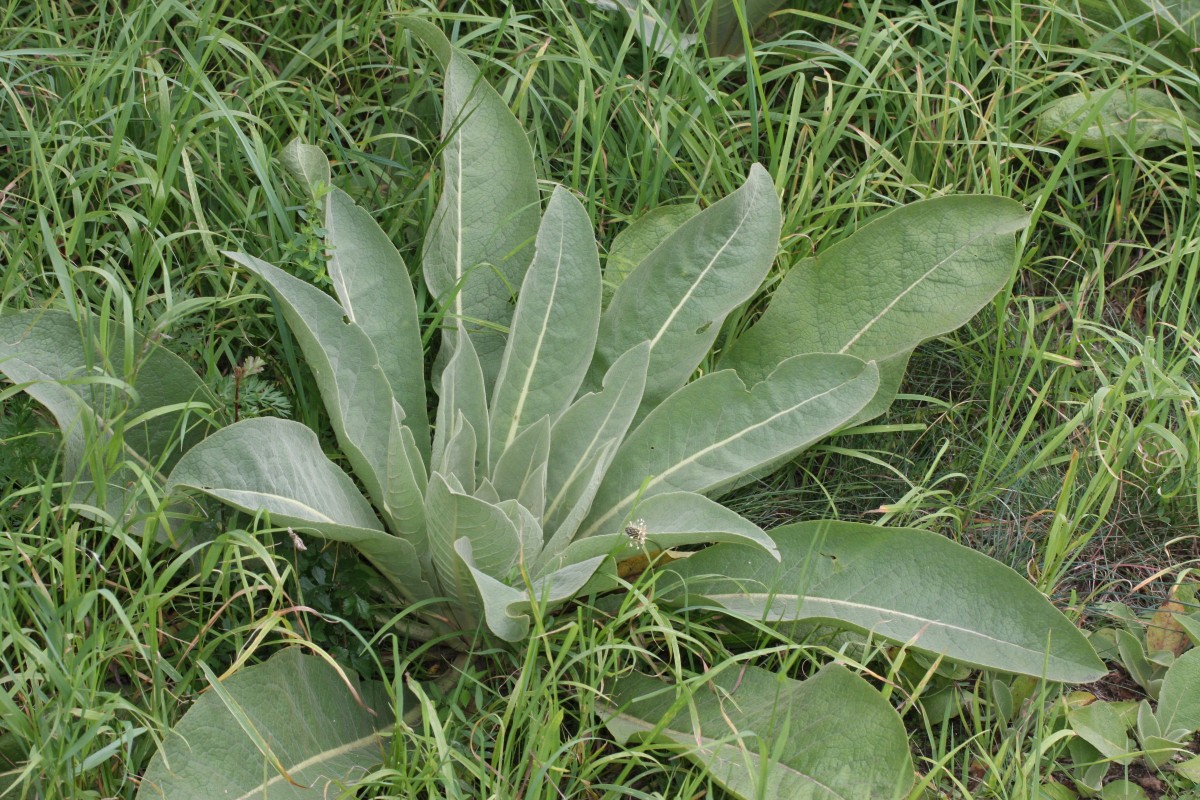 IMG_5697.JPG (1.43 MiB) 1756 mal betrachtet IMG_5697.JPG