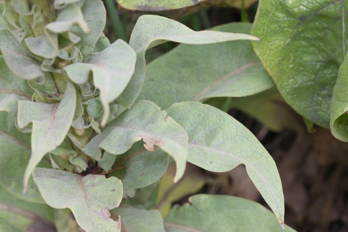 IMG_5700.JPG (805.96 KiB) 1756 mal betrachtet IMG_5700.JPG