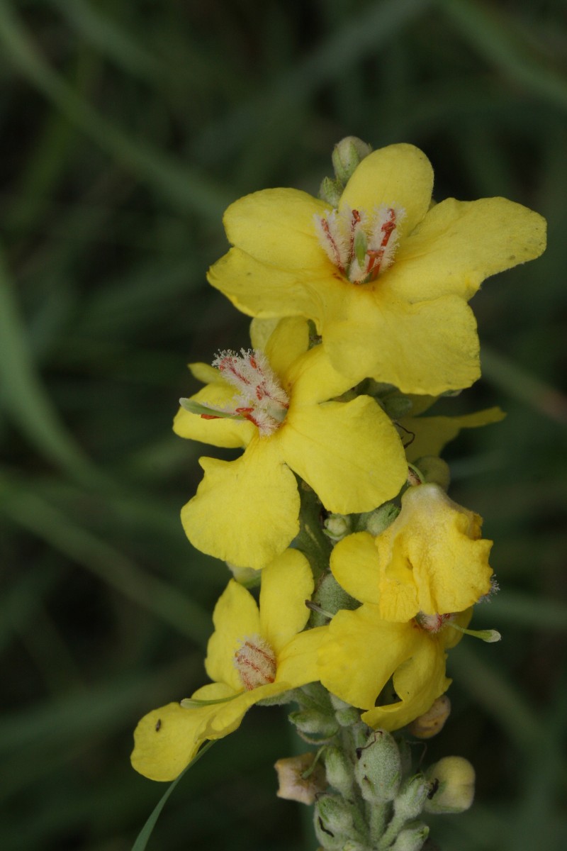 IMG_5705.JPG (693.52 KiB) 1756 mal betrachtet IMG_5705.JPG