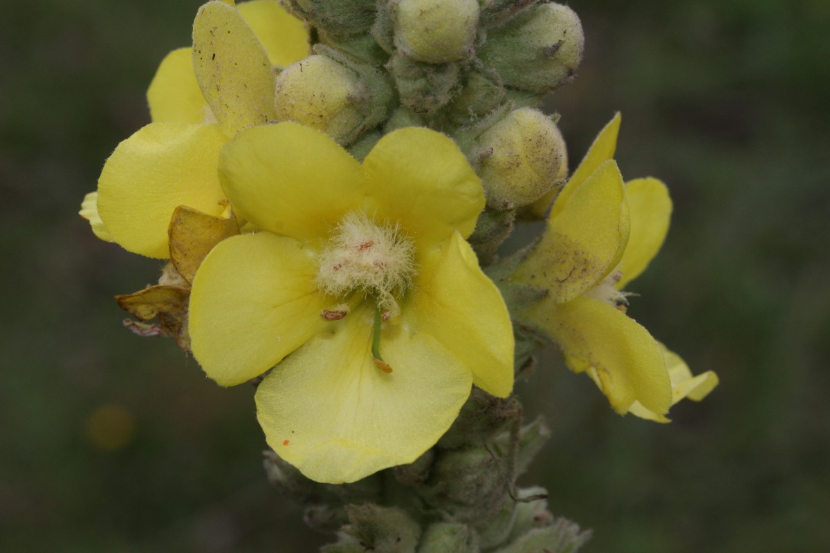 IMG_5753.JPG (709.66 KiB) 1756 mal betrachtet IMG_5753.JPG