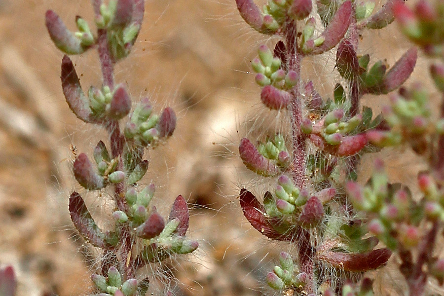_MG_5642.jpg