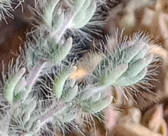 detail.jpg
