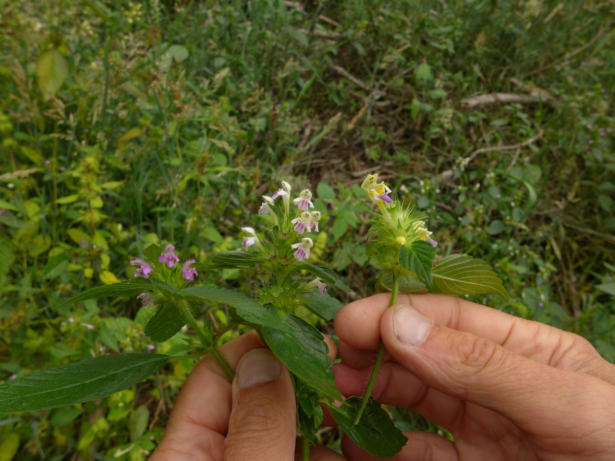 P1440322_D,NI,N Oderhaus, Odertalstraße (128).JPG (1009.16 KiB) 914 mal betrachtet P1440322_D,NI,N Oderhaus, Odertalstraße (128).JPG