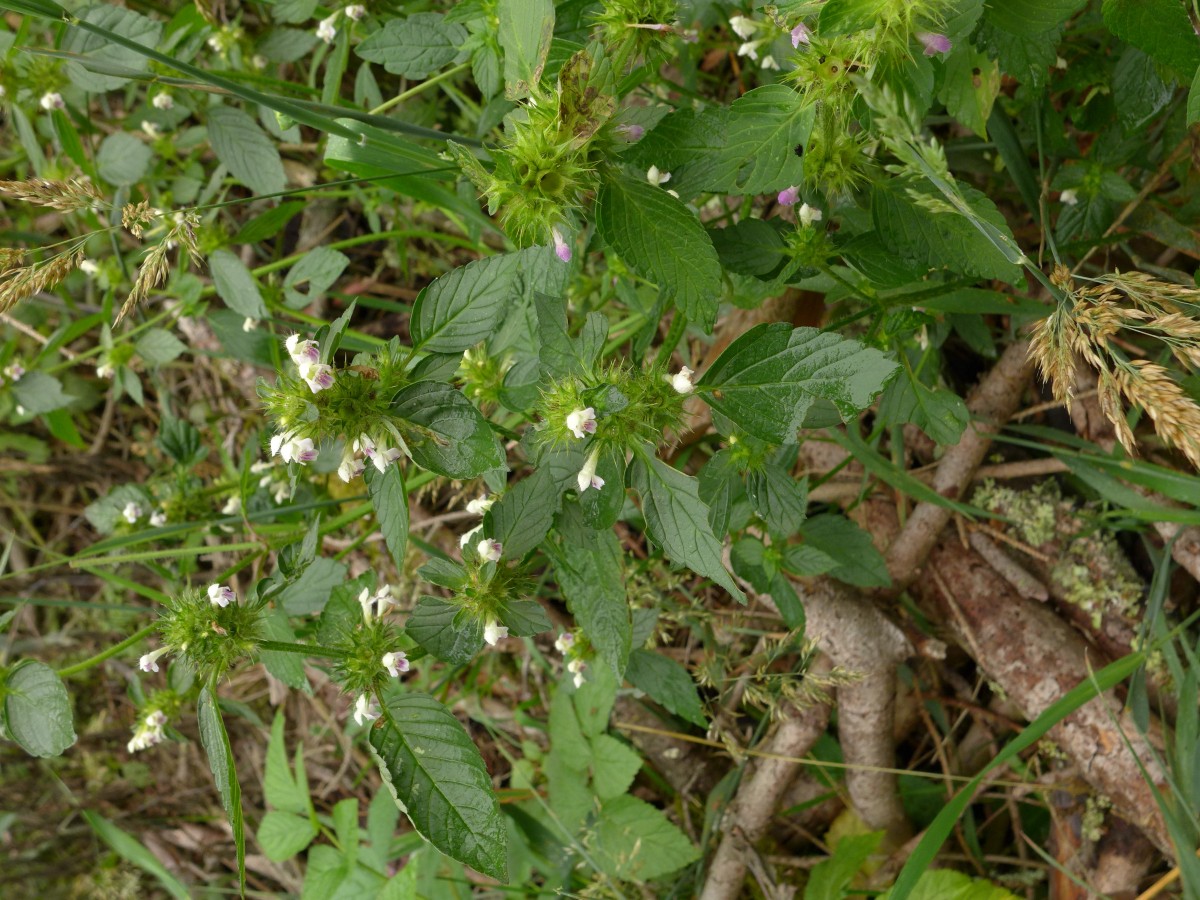 P1440322_D,NI,N Oderhaus, Odertalstraße (130).JPG (1.22 MiB) 914 mal betrachtet P1440322_D,NI,N Oderhaus, Odertalstraße (130).JPG