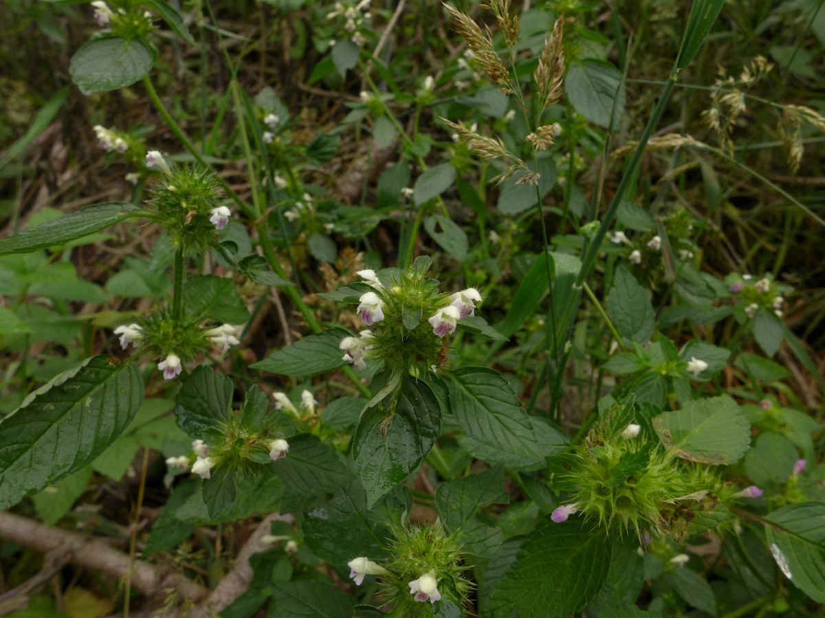 P1440322_D,NI,N Oderhaus, Odertalstraße (132).JPG (999.14 KiB) 837 mal betrachtet P1440322_D,NI,N Oderhaus, Odertalstraße (132).JPG