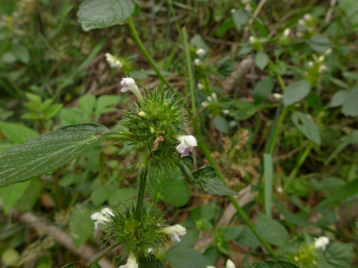 P1440322_D,NI,N Oderhaus, Odertalstraße (136).JPG (897.07 KiB) 831 mal betrachtet P1440322_D,NI,N Oderhaus, Odertalstraße (136).JPG