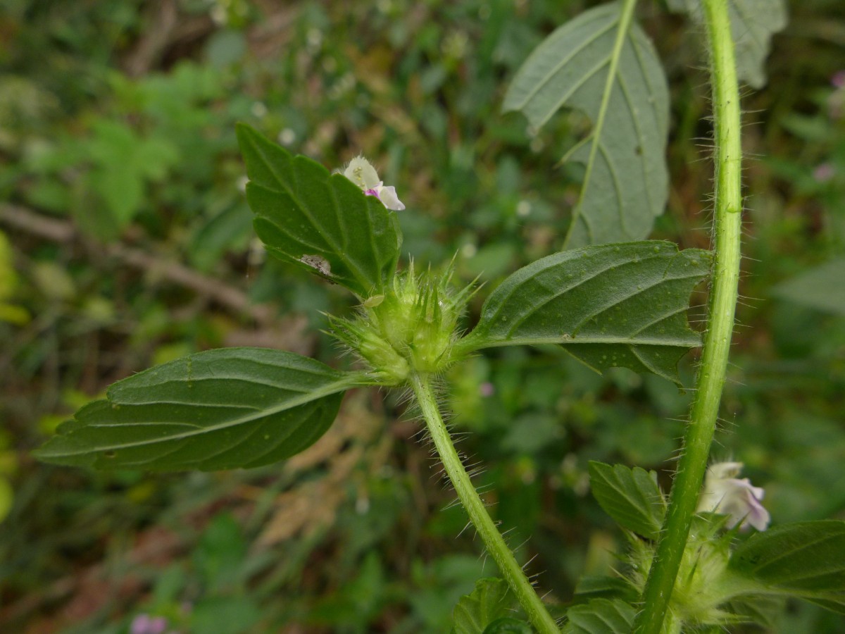 P1440322_D,NI,N Oderhaus, Odertalstraße (142).JPG (843.84 KiB) 831 mal betrachtet P1440322_D,NI,N Oderhaus, Odertalstraße (142).JPG