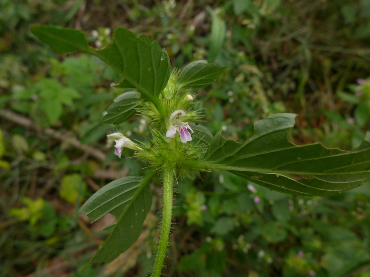 P1440322_D,NI,N Oderhaus, Odertalstraße (144).JPG (799.96 KiB) 914 mal betrachtet P1440322_D,NI,N Oderhaus, Odertalstraße (144).JPG