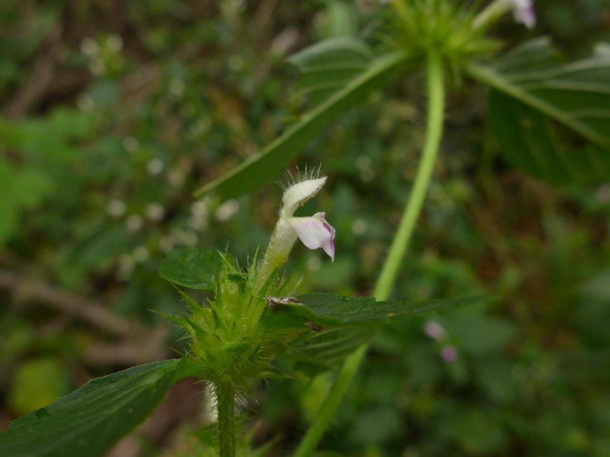 P1440322_D,NI,N Oderhaus, Odertalstraße (146).JPG (717.12 KiB) 831 mal betrachtet P1440322_D,NI,N Oderhaus, Odertalstraße (146).JPG