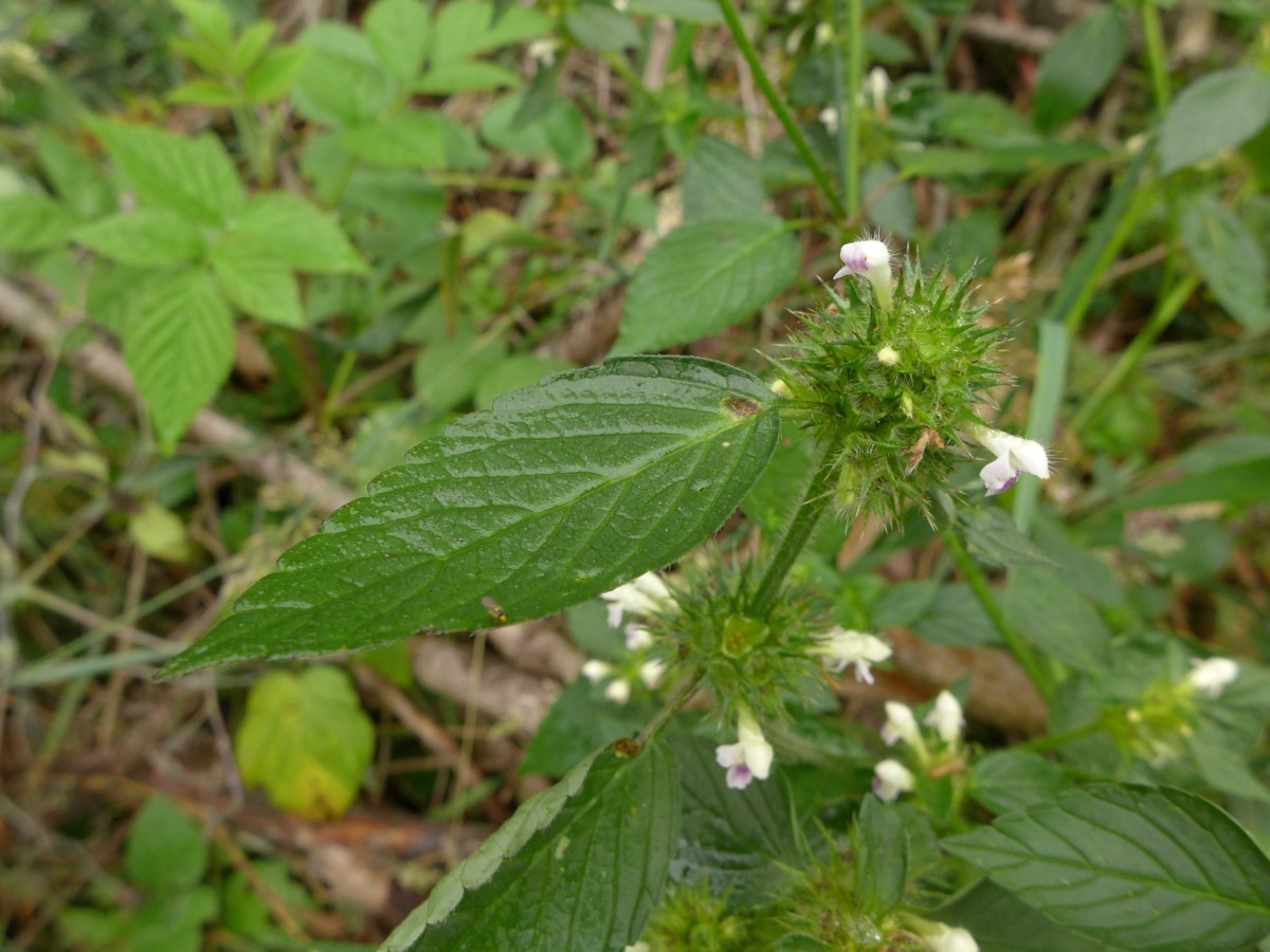 P1440322_D,NI,N Oderhaus, Odertalstraße (150).JPG (908.42 KiB) 837 mal betrachtet P1440322_D,NI,N Oderhaus, Odertalstraße (150).JPG