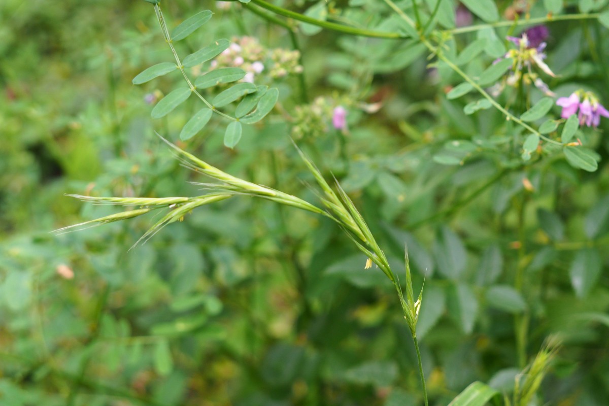 Bromus (1).JPG