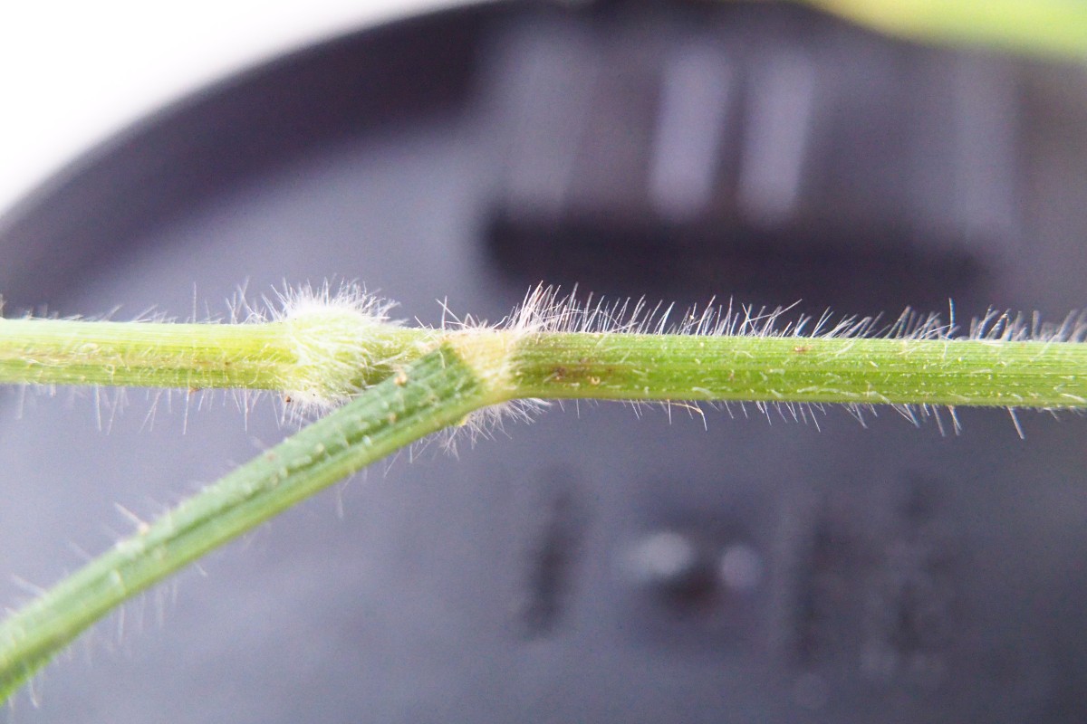 Bromus (7).JPG