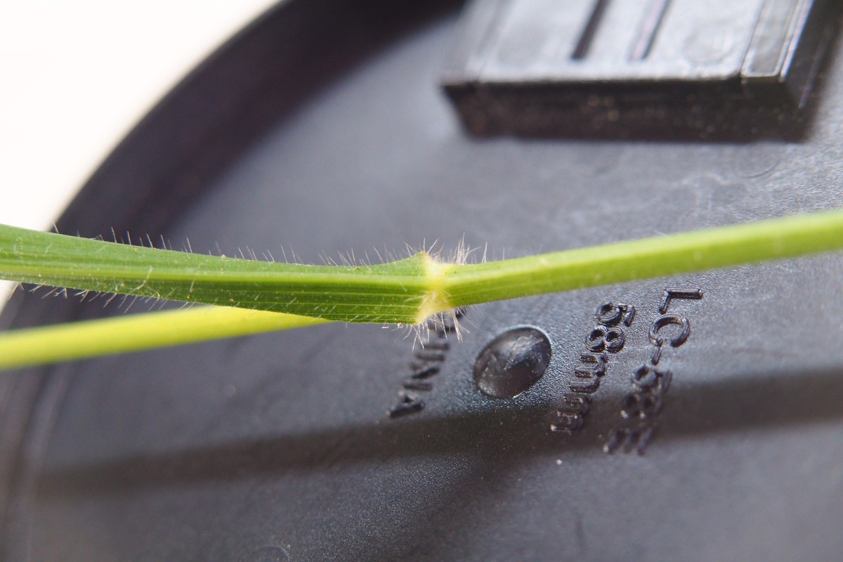 Bromus (9).JPG