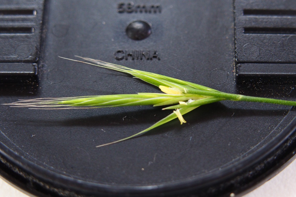 Bromus (13).JPG