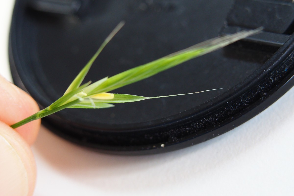 Bromus (15).JPG
