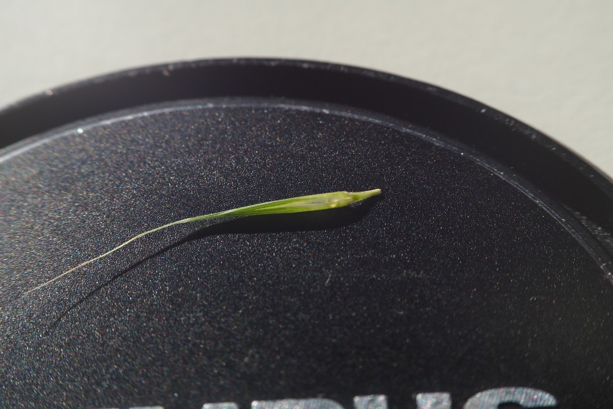 Bromus (22).JPG