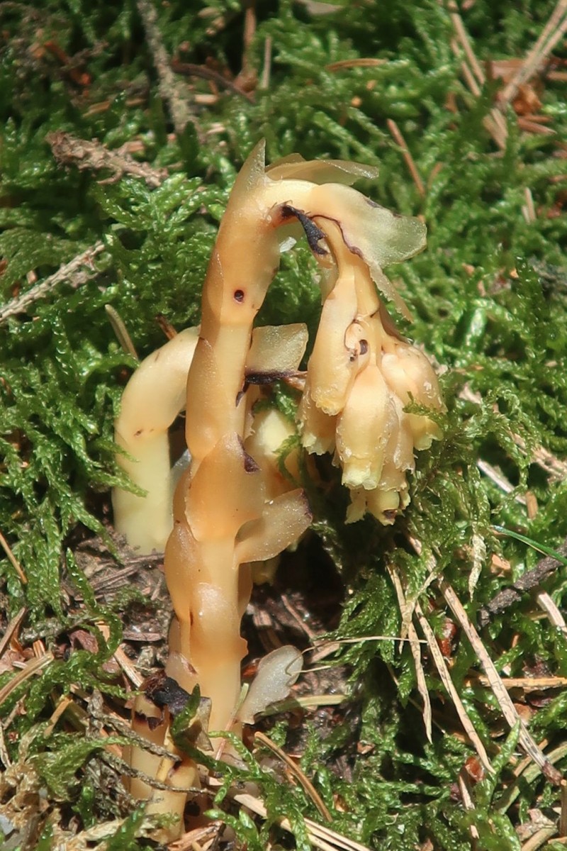2025-07-01_Hypopitys monotropa 1_LIF Schifferbrunnen.jpg