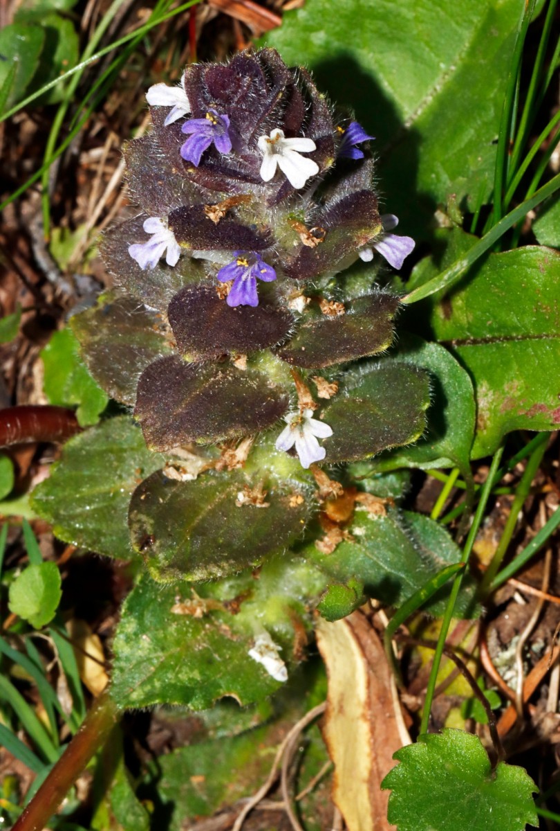 Ajuga pyramidalis Patscherkofel A01.jpg