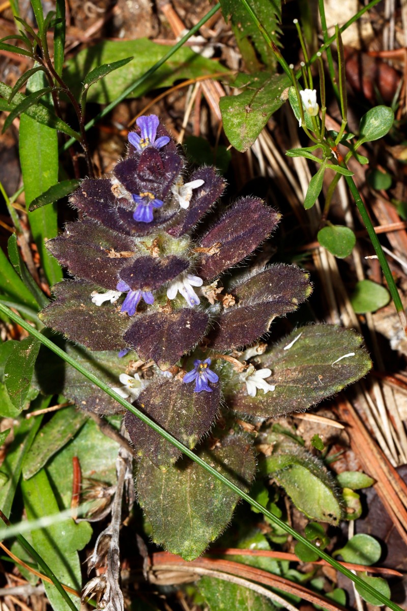 Ajuga pyramidalis Patscherkofel A04.jpg