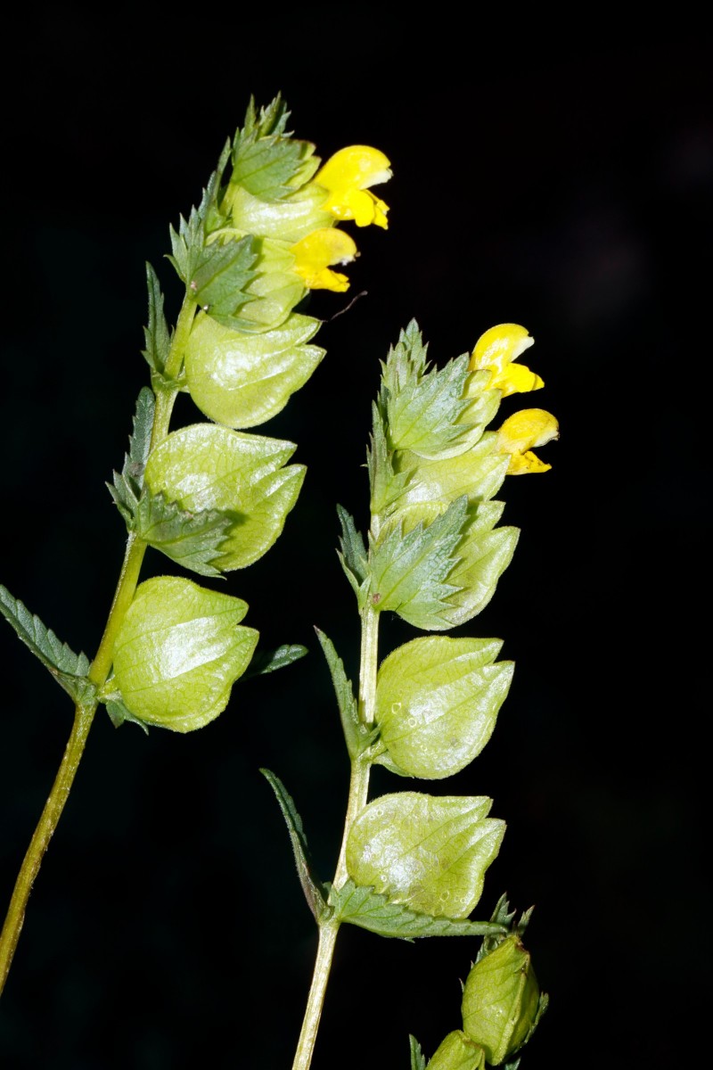 Rhinanthus minor ssp TiefenbergerMoor Ochsenwang A02.jpg