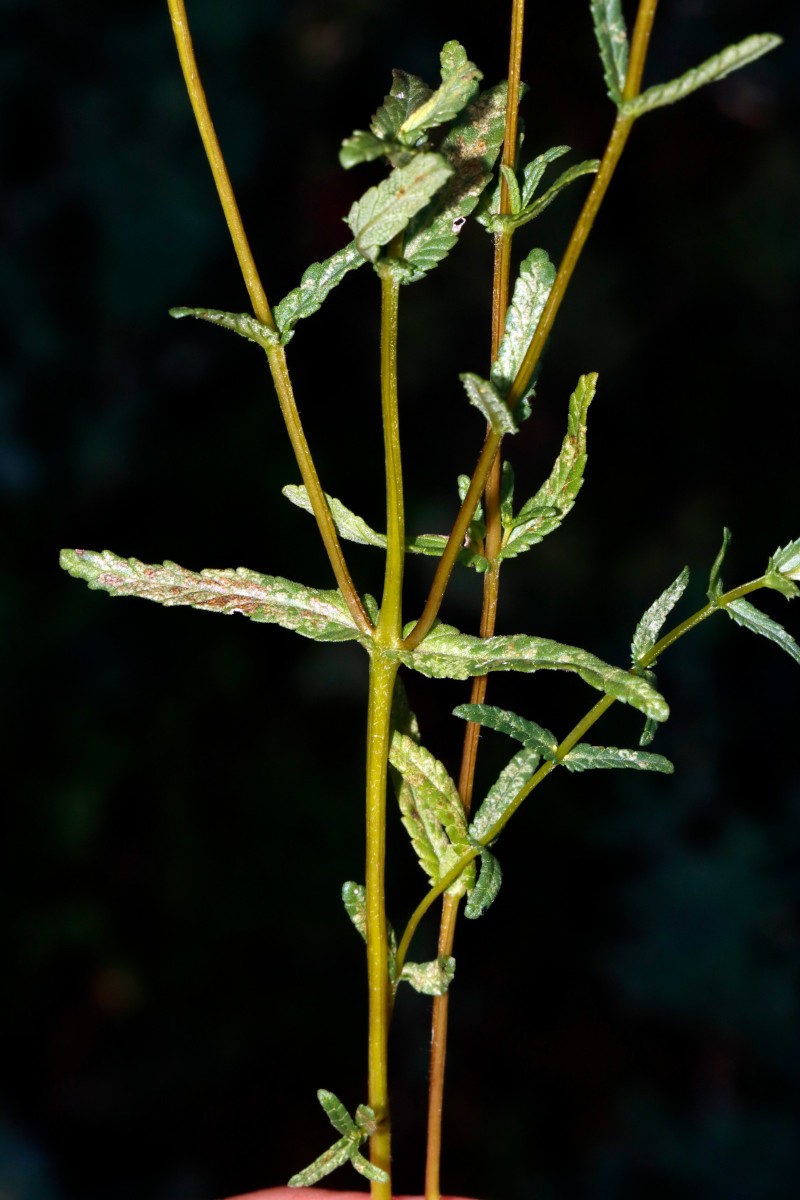 Rhinanthus minor ssp TiefenbergerMoor Ochsenwang A03.jpg