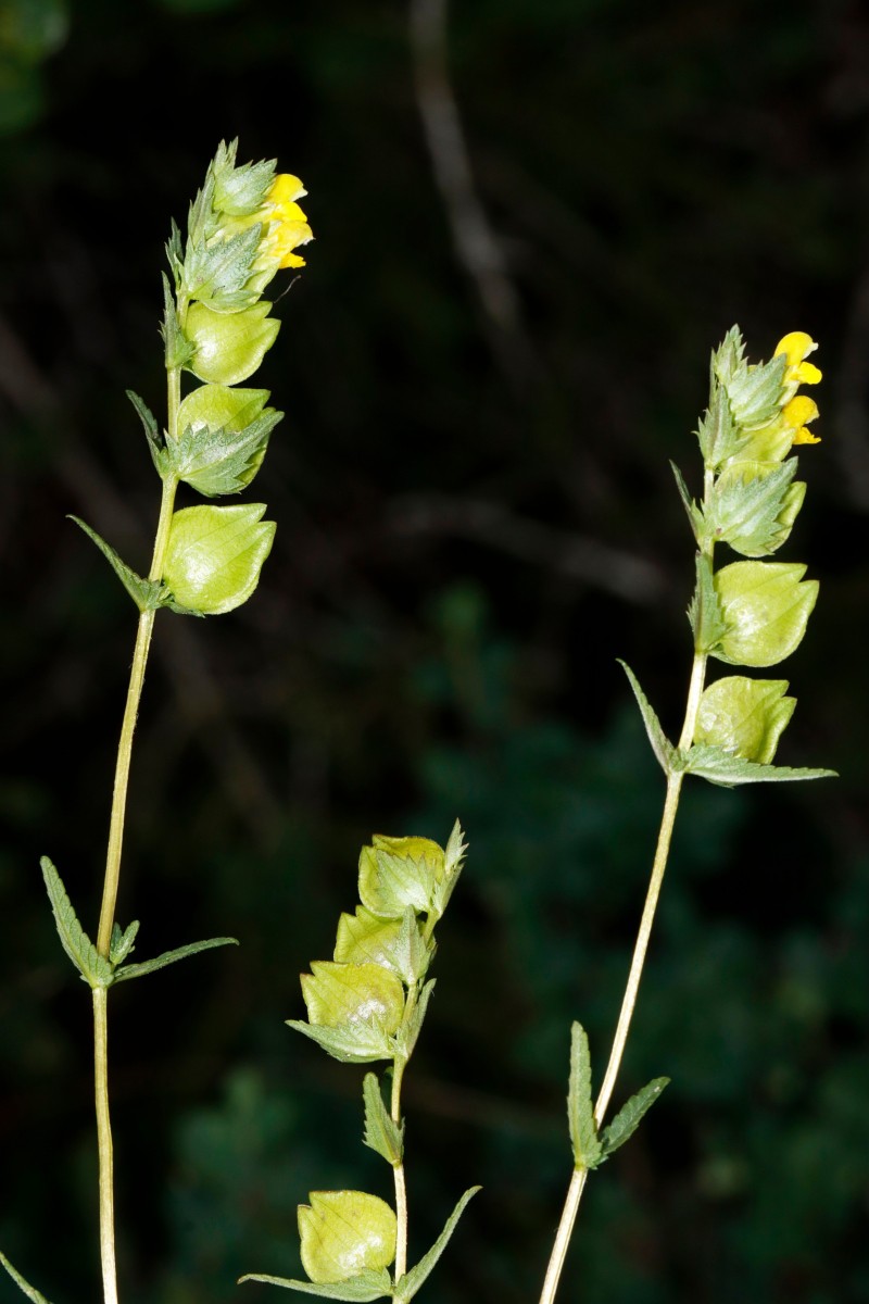 Rhinanthus minor ssp TiefenbergerMoor Ochsenwang A04.jpg