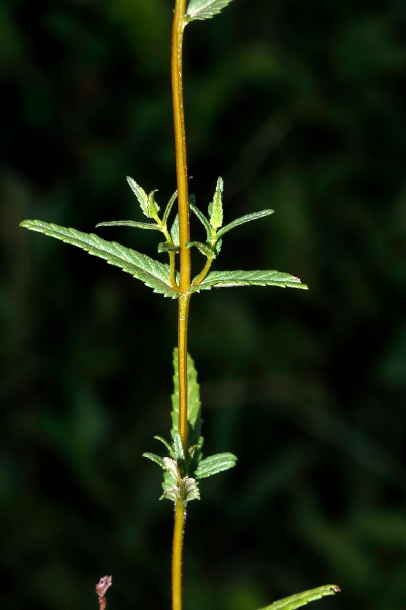 Rhinanthus minor ssp TiefenbergerMoor Ochsenwang A05.jpg