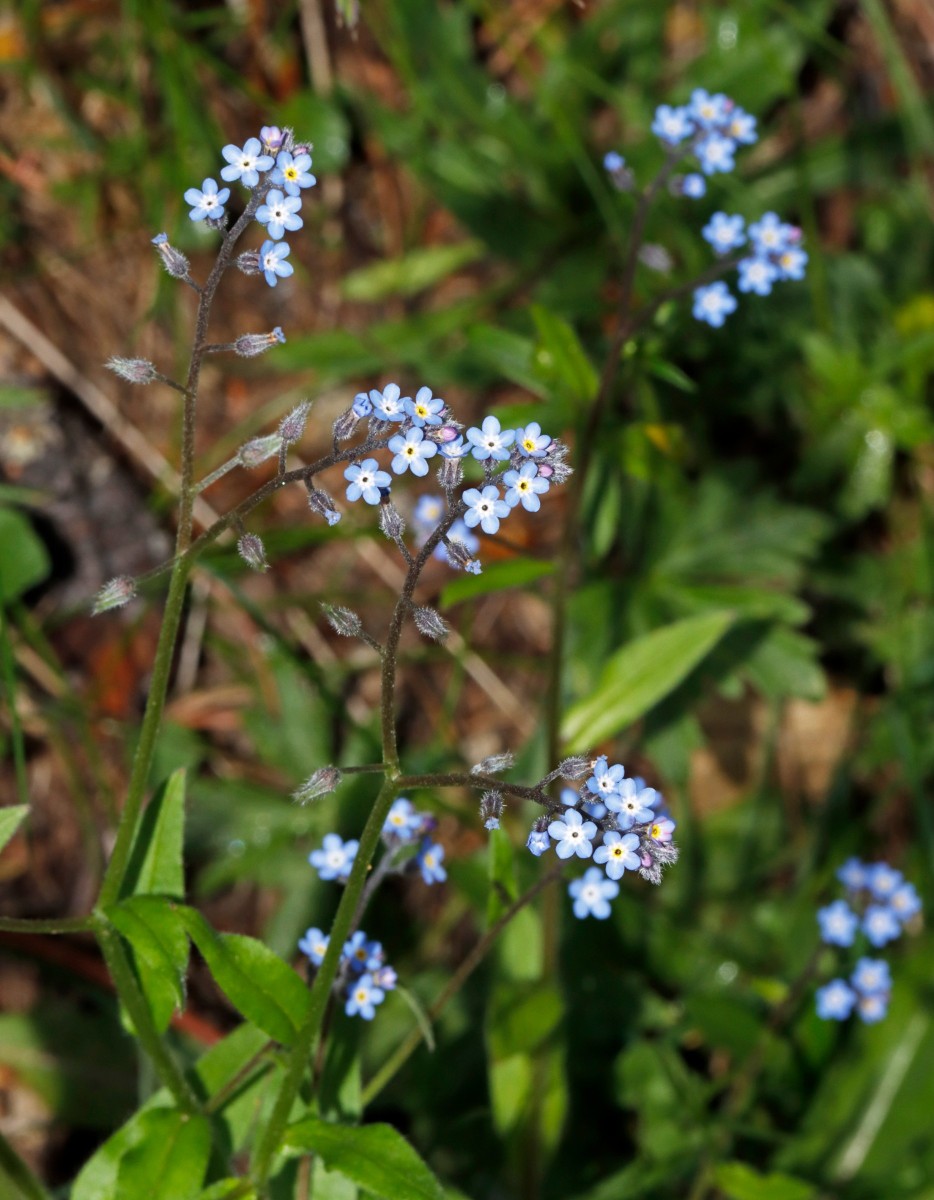 Myosotis decumbens Patscherkofel 1950 m A05.jpg