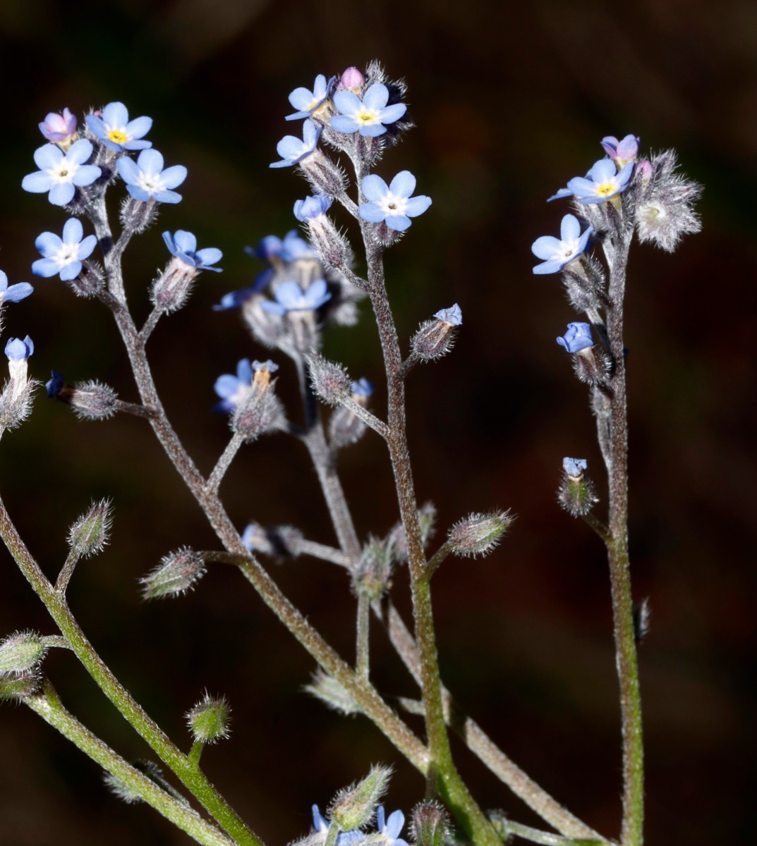 Myosotis decumbens Patscherkofel 1950 m A06.jpg
