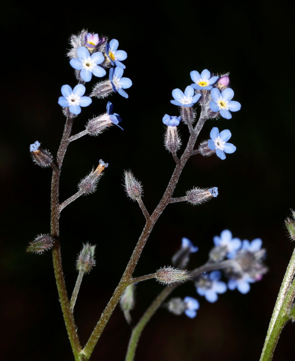 Myosotis decumbens Patscherkofel 1950 m A10.jpg