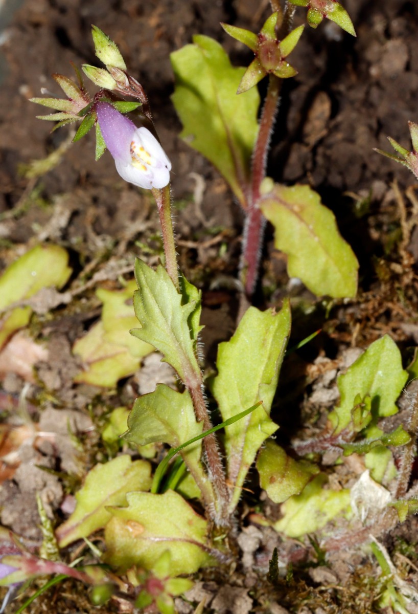Mazus pumilus Rheinufer Maxau A02.jpg