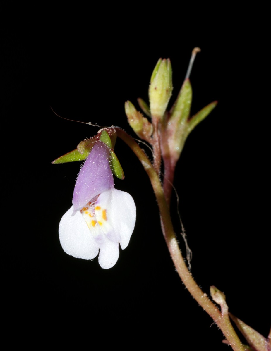 Mazus pumilus Rheinufer Maxau A04.jpg