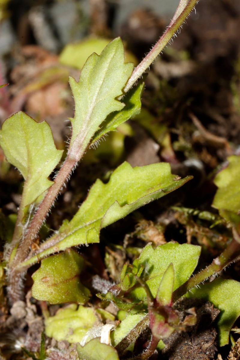 Mazus pumilus Rheinufer Maxau A08.jpg