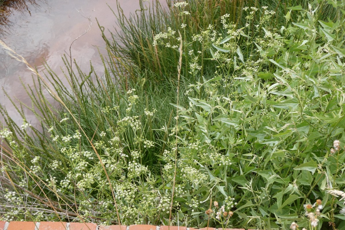 Triglochin maritima Apium graveolens.JPG