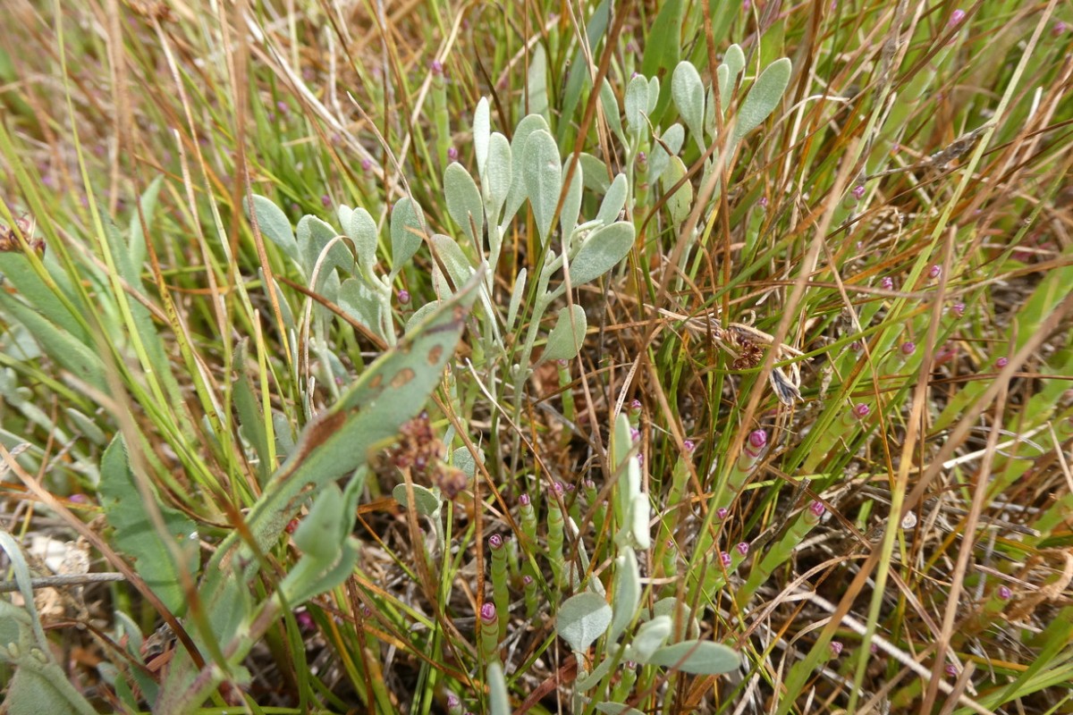 Halimione pedunculata.JPG (458.67 KiB) 4396 mal betrachtet Halimione pedunculata