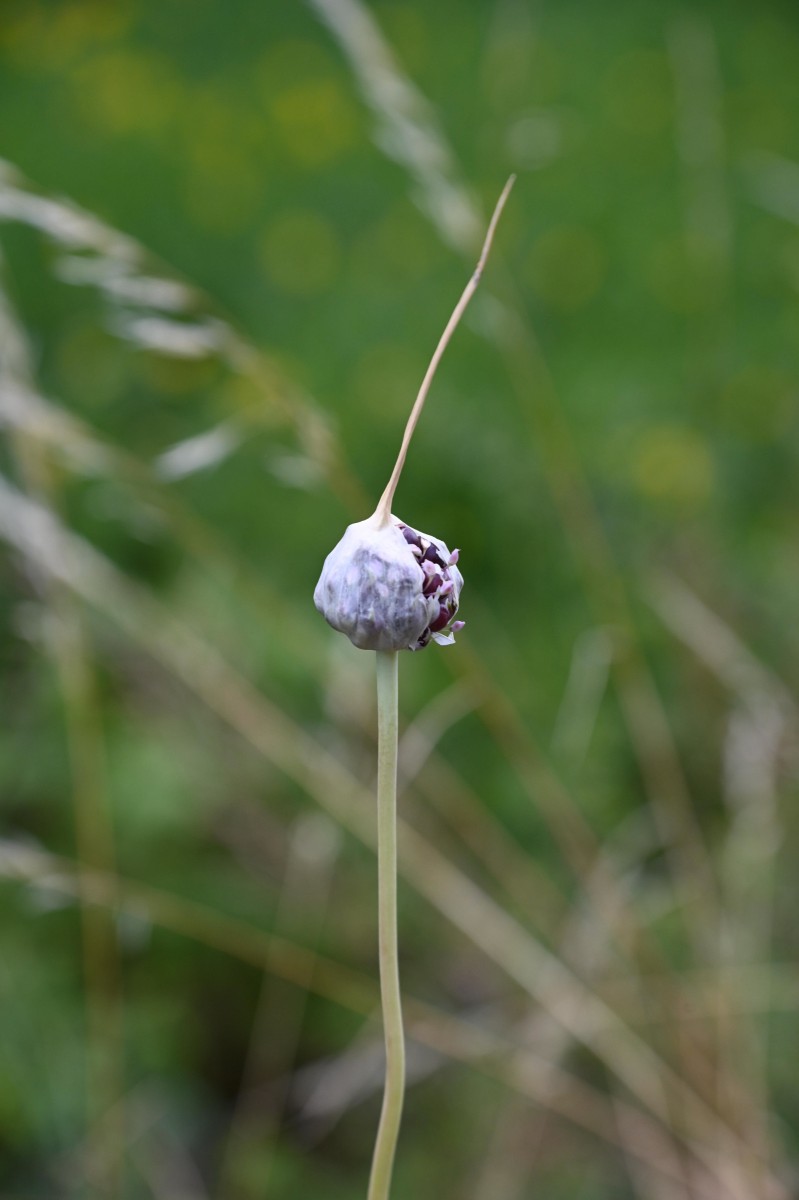 D78_7349.jpg